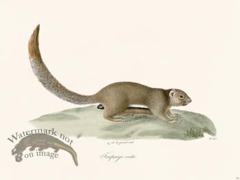 Cuvier 283 Male Toupee